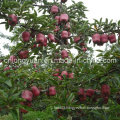 Red Fresh Qinguan Apple for India